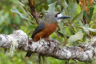 Diadeembaardkoekoek - Hapaloptila castanea Diadeembaardkoekoek - Hapaloptila castanea